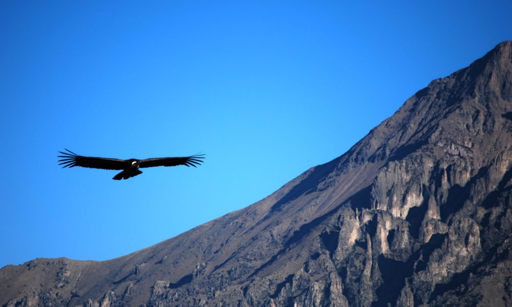 cañon del colca