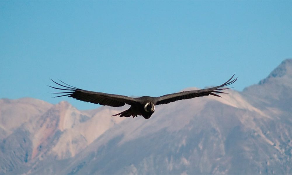 cañon-del-condor-cusco-min